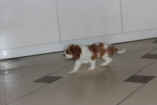 Cavalier King Charles Spaniel-szczeniaczek ZKwP Aleksandria - zdjęcie 6