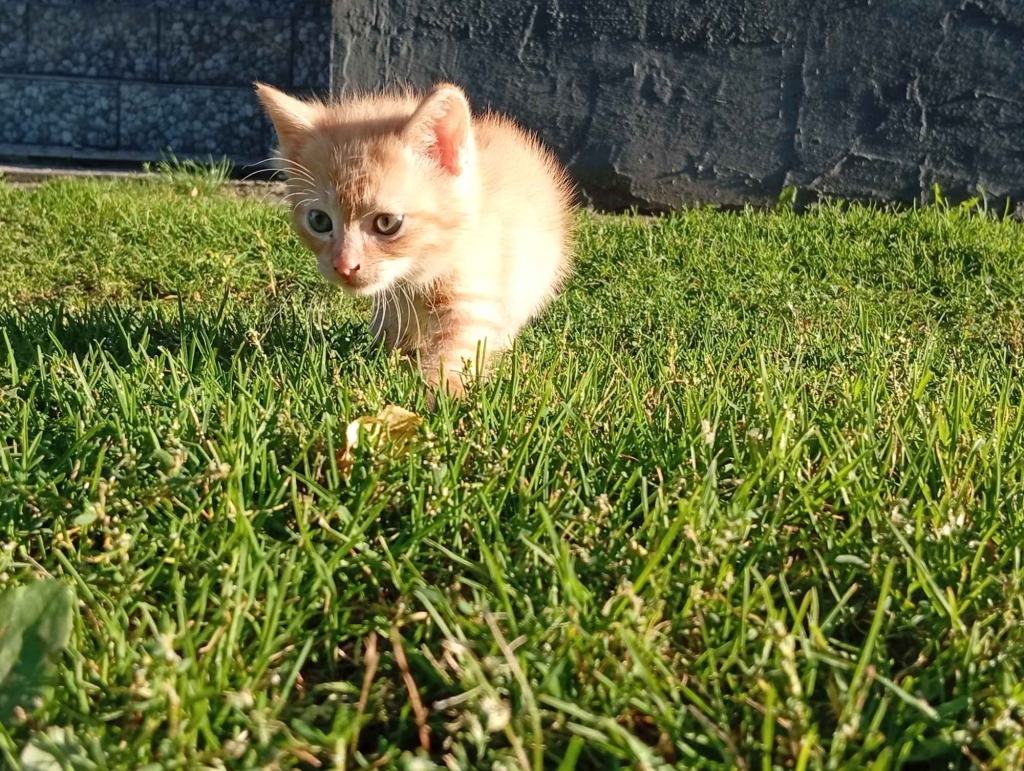 Koty do adopcji za darmo Włoszczowa - zdjęcie 4