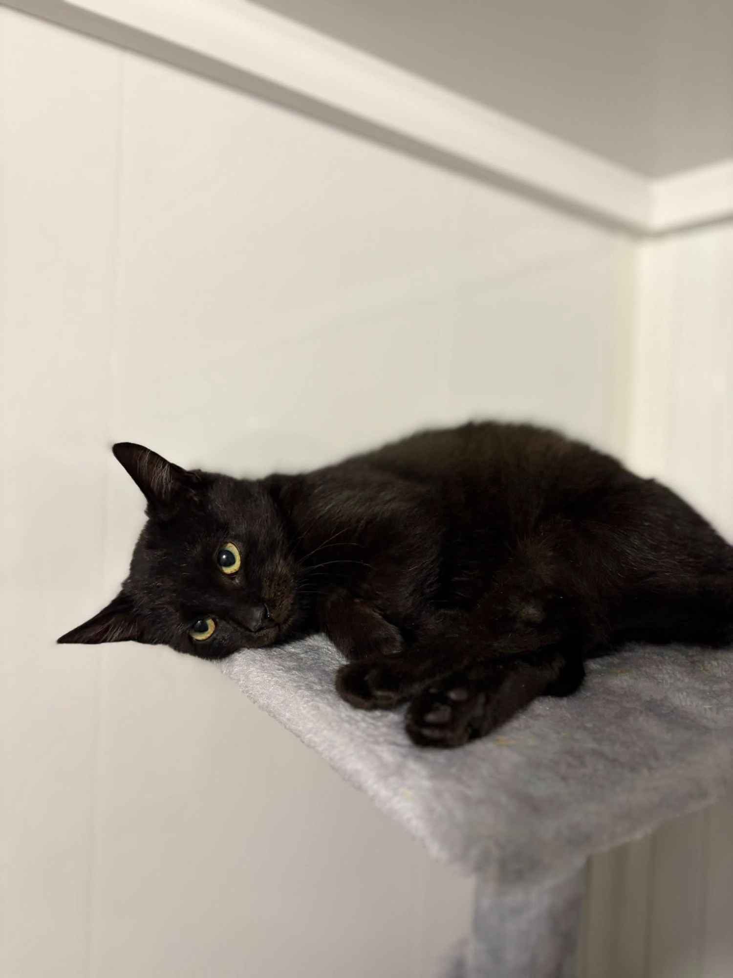 Kusy - najsmutniejsze kocię w schronisku! Olsztyn - zdjęcie 1