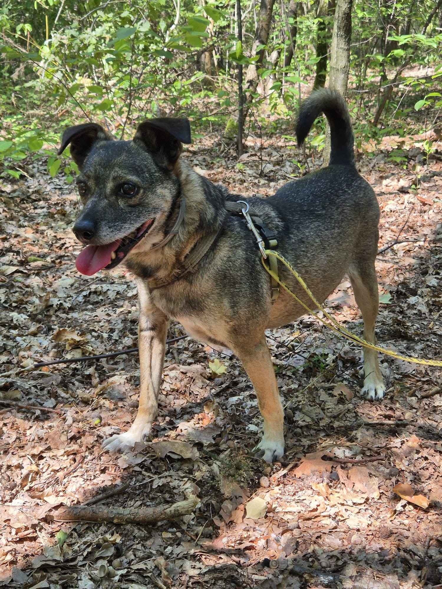 Niewielki Burek szuka domu tymczasowego Olsztyn - zdjęcie 3