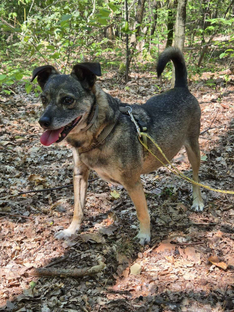 Niewielki Burek szuka domu tymczasowego Olsztyn - zdjęcie 3