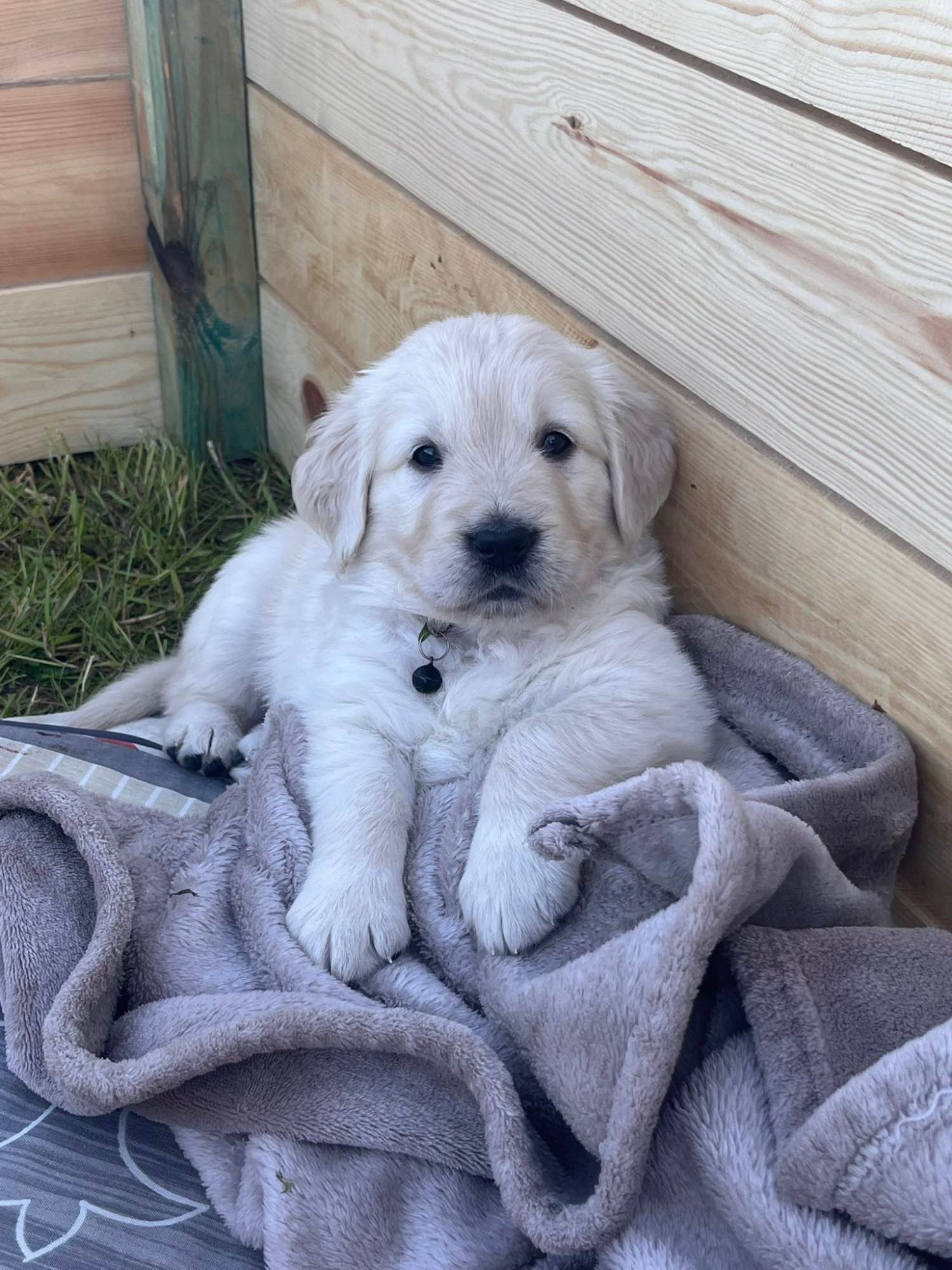 Szczeniaki Golden Retriever Góra - zdjęcie 1