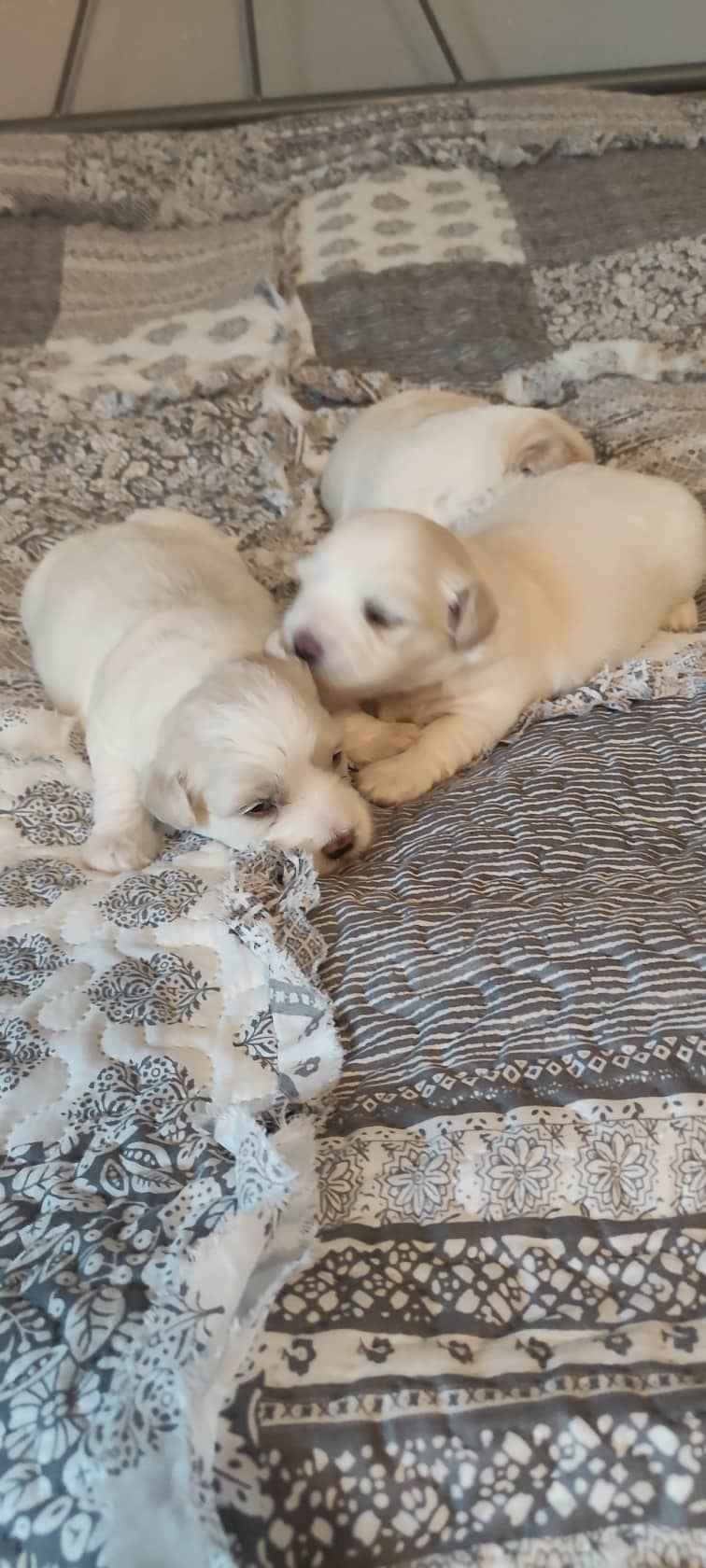 Pieski Kłodzko - zdjęcie 2