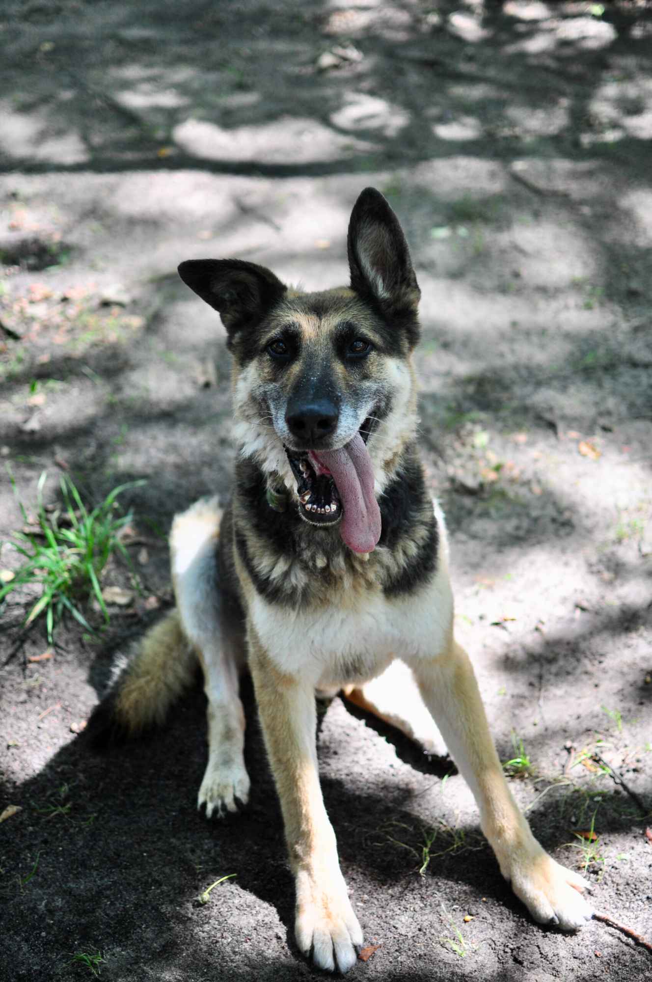 Horaś - ideał z klapniętym uszkiem szuka domu! Olsztyn - zdjęcie 7