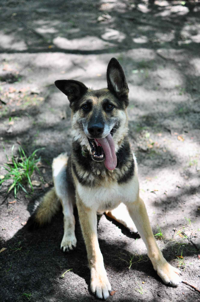 Horaś - ideał z klapniętym uszkiem szuka domu! Olsztyn - zdjęcie 7