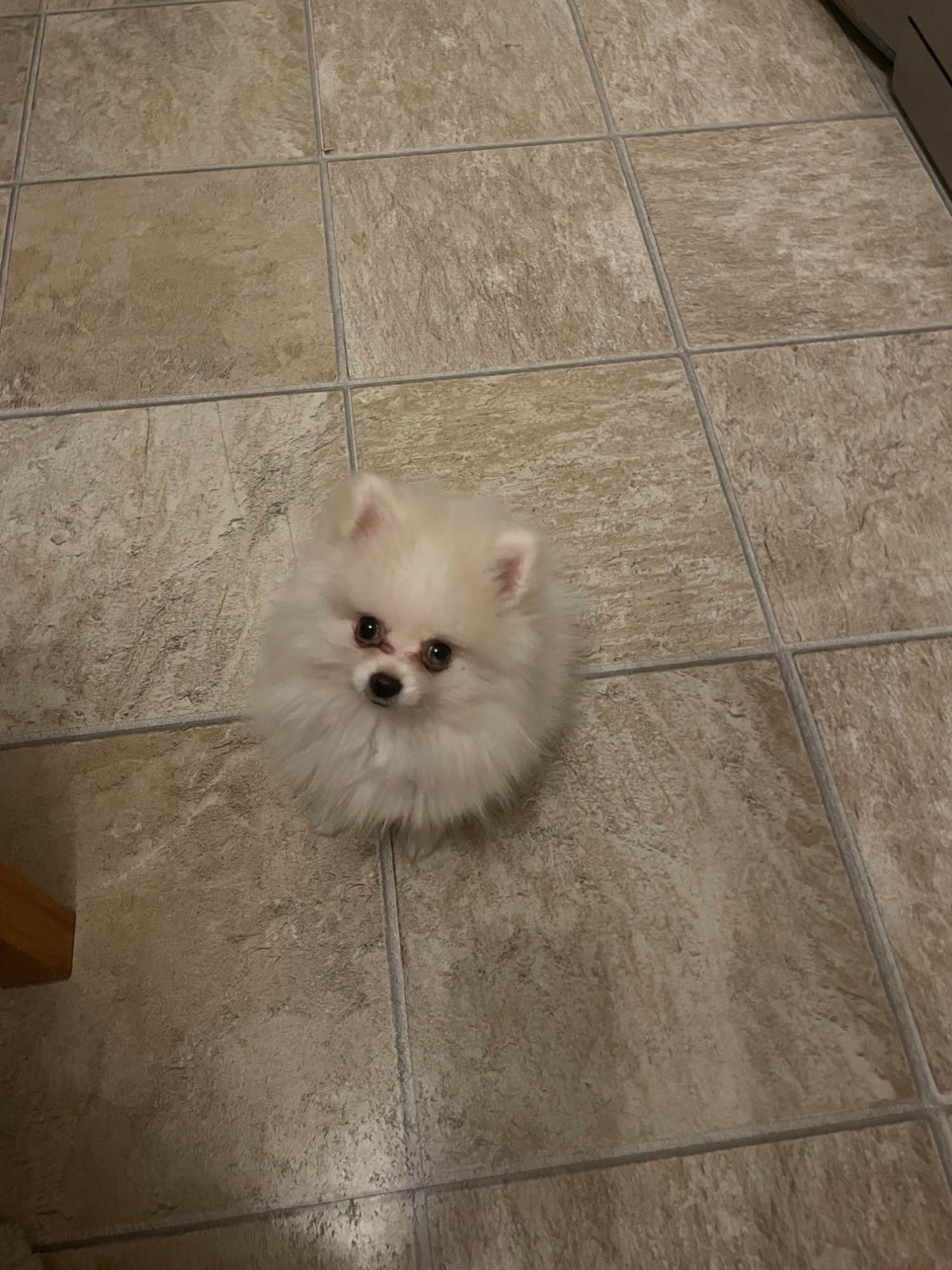 Sprzedam Szczeniaka Szpica Miniaturkę Stargard - zdjęcie 1