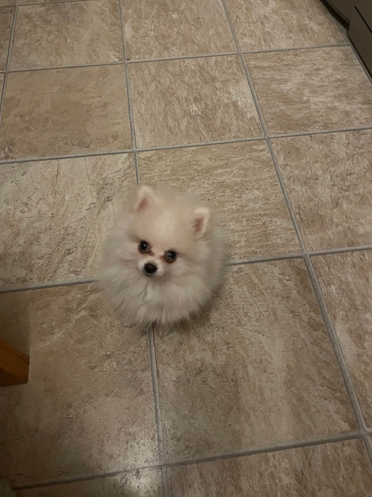 Sprzedam Szczeniaka Szpica Miniaturkę Stargard - zdjęcie 1