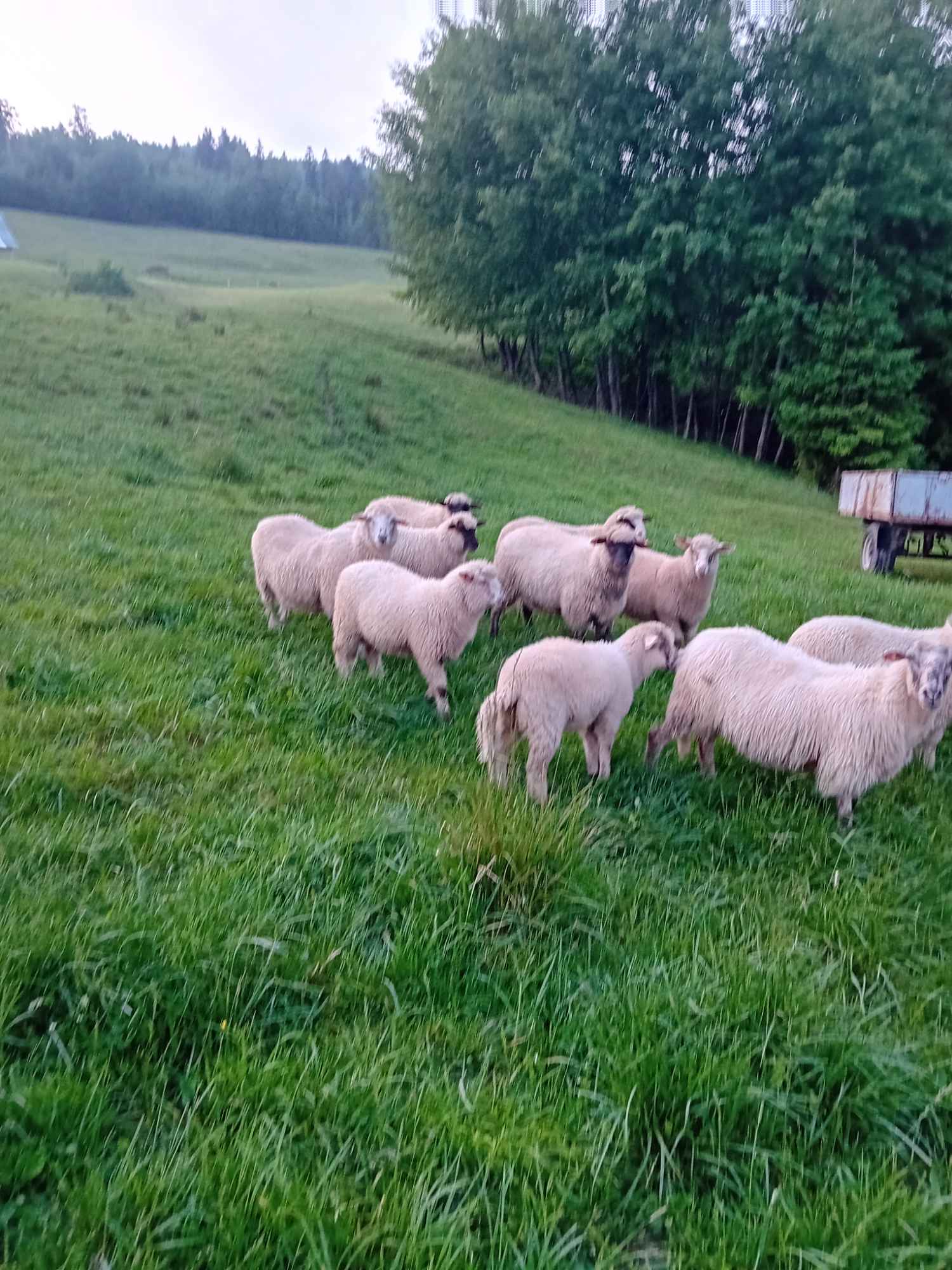 Baran do owiec Mszana Dolna - zdjęcie 1