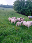 Baran do owiec