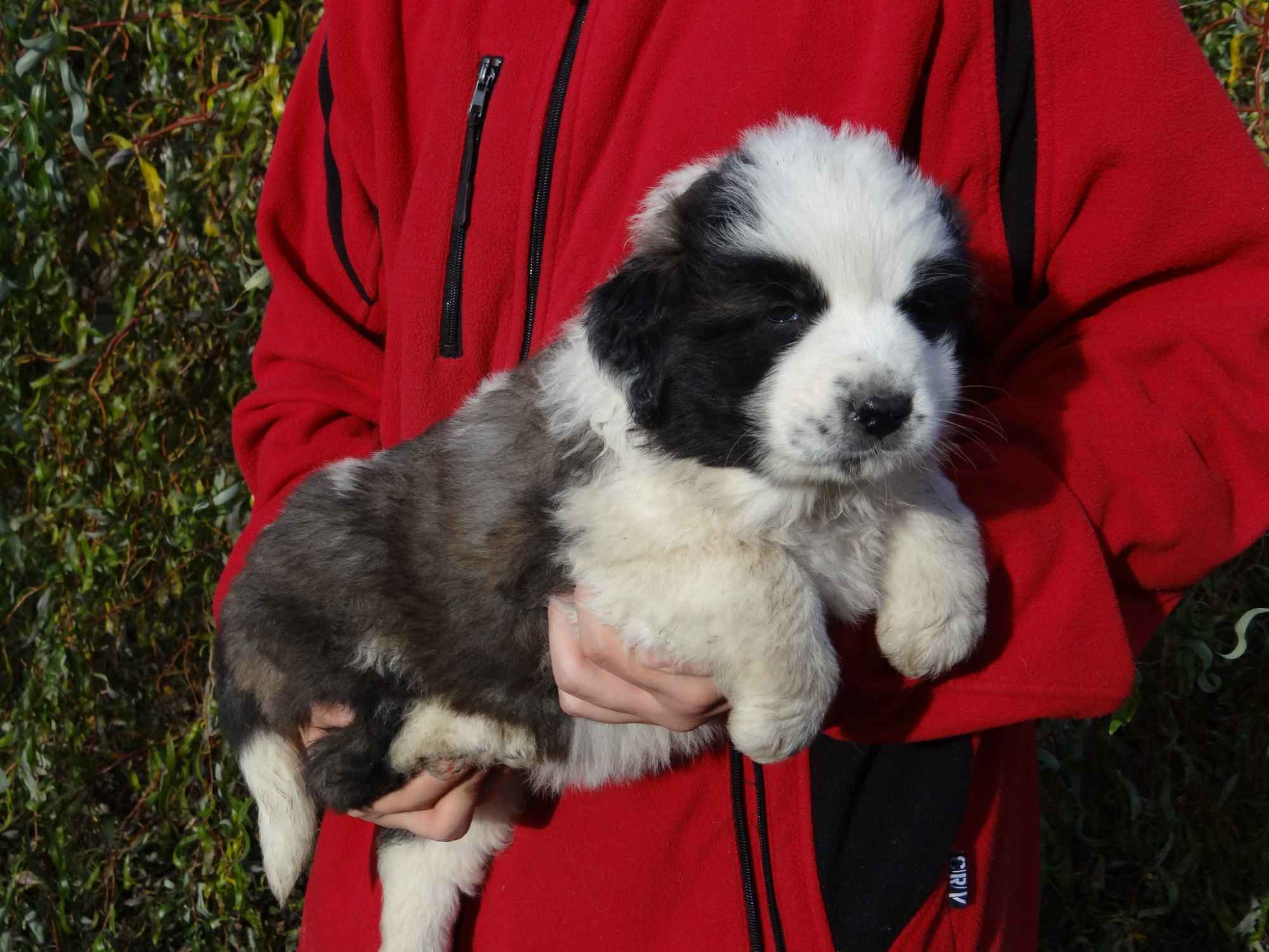 Moskiewski pies stróżujący Bernardyn Kaukaz Kangal Owczarek Koluszki - zdjęcie 4