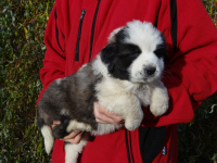 Moskiewski pies stróżujący Bernardyn Kaukaz Kangal Owczarek Koluszki - zdjęcie 4