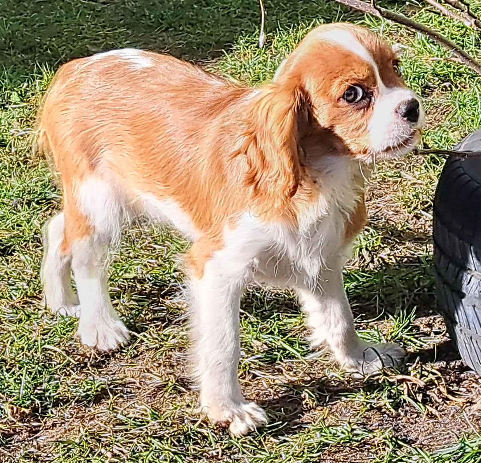 Chlopczyk blenheim Cavalier King Charles Spaniel do odbioru Zawiercie - zdjęcie 6
