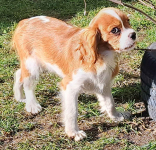 Chlopczyk blenheim Cavalier King Charles Spaniel do odbioru Zawiercie - zdjęcie 6