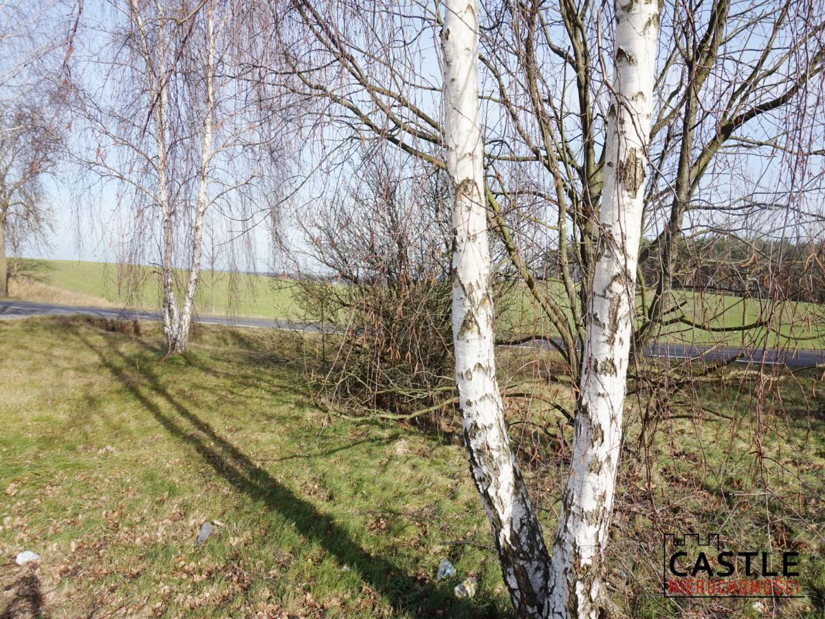 Działka z widokiem na jezioro! Sieraków - zdjęcie 10