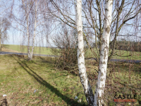 Działka z widokiem na jezioro! Sieraków - zdjęcie 10