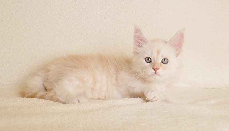 Prześliczny kocurek o rzadkim umaszczeniu Rodowód PZF/WCF Białystok - zdjęcie 1