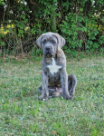 Cane Corso Italiano Puppies (FCI) Michów - zdjęcie 3