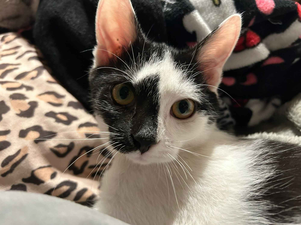 Lucek - domowy kociak, totalny słodziak szuka domu! Olsztyn - zdjęcie 1