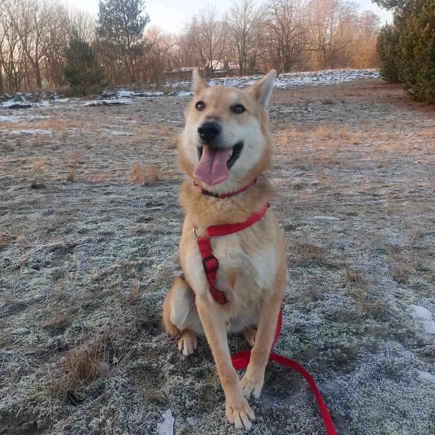 Jerry - od szczeniaka w schronisku, nigdy nie miał domu! Pomóż! :( Mokotów - zdjęcie 11