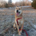 Jerry - od szczeniaka w schronisku, nigdy nie miał domu! Pomóż! :( Mokotów - zdjęcie 11