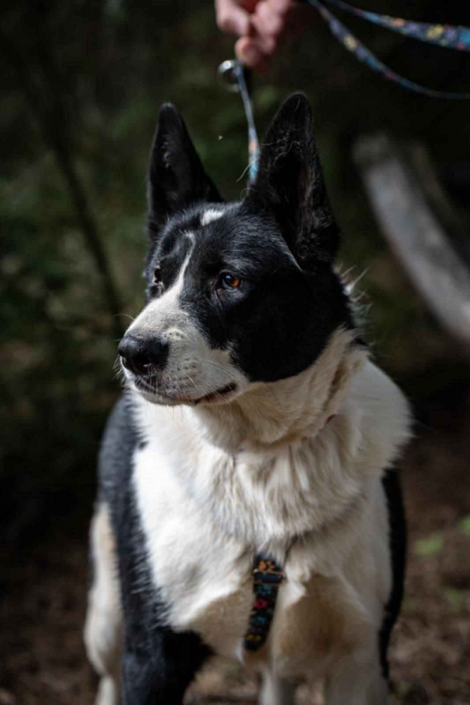 Pako - przyjazny, wesoły, proludzki karelczyk mix Olsztyn - zdjęcie 3