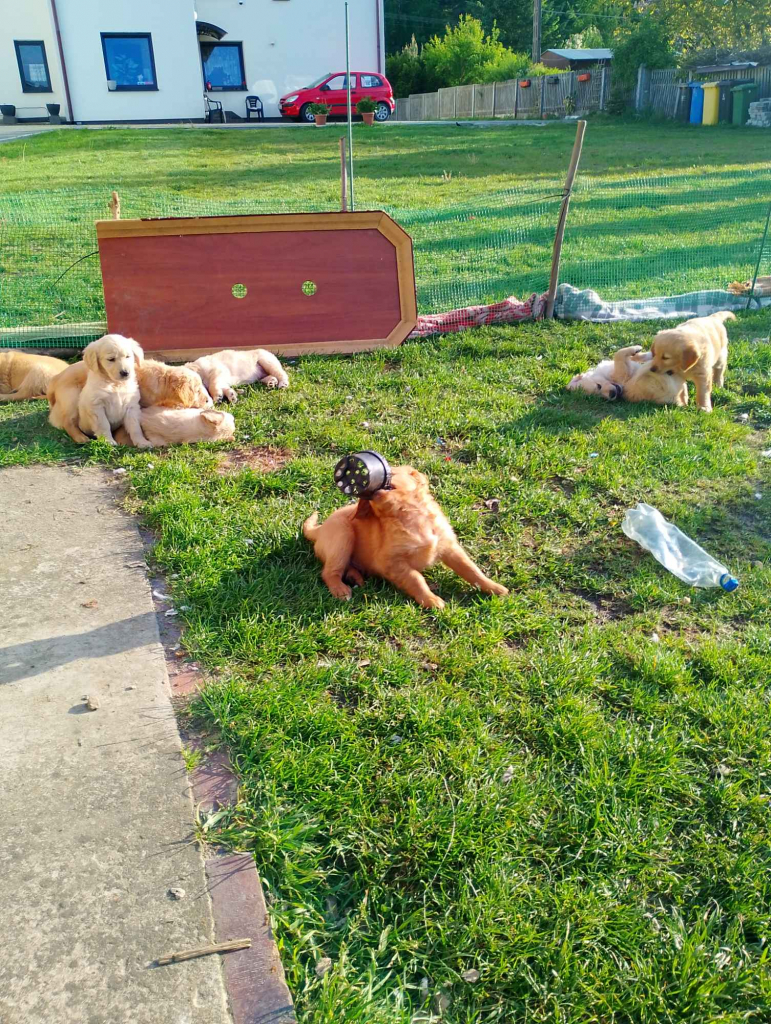 Golden retriever Pińczów - zdjęcie 5