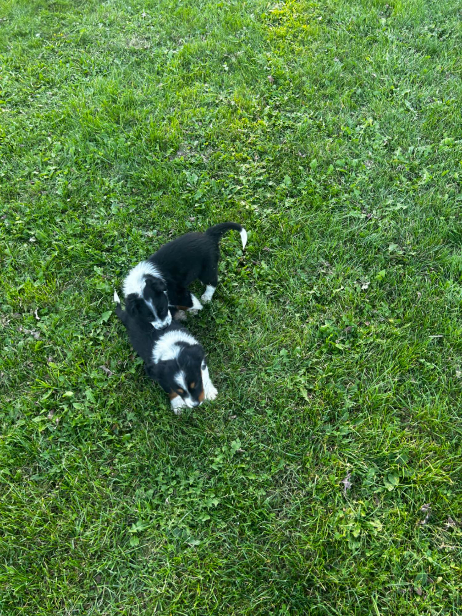 Pieski border collie Nowy Sącz - zdjęcie 4