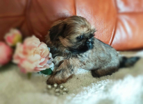 Shih tzu rasowe szczenięta Wałbrzych - zdjęcie 11