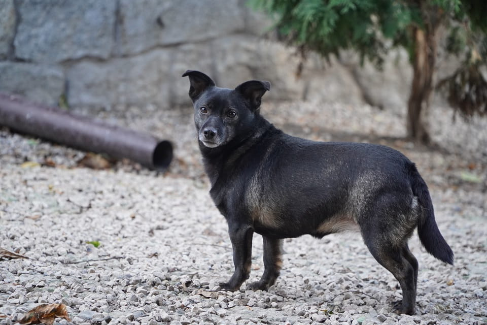 Adoptuj serce na czterech łapkach Łętkowice - zdjęcie 1