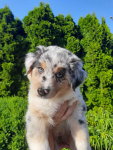 ZKwP Owczarek australijski - suczka blue merle Cedry Wielkie - zdjęcie 1