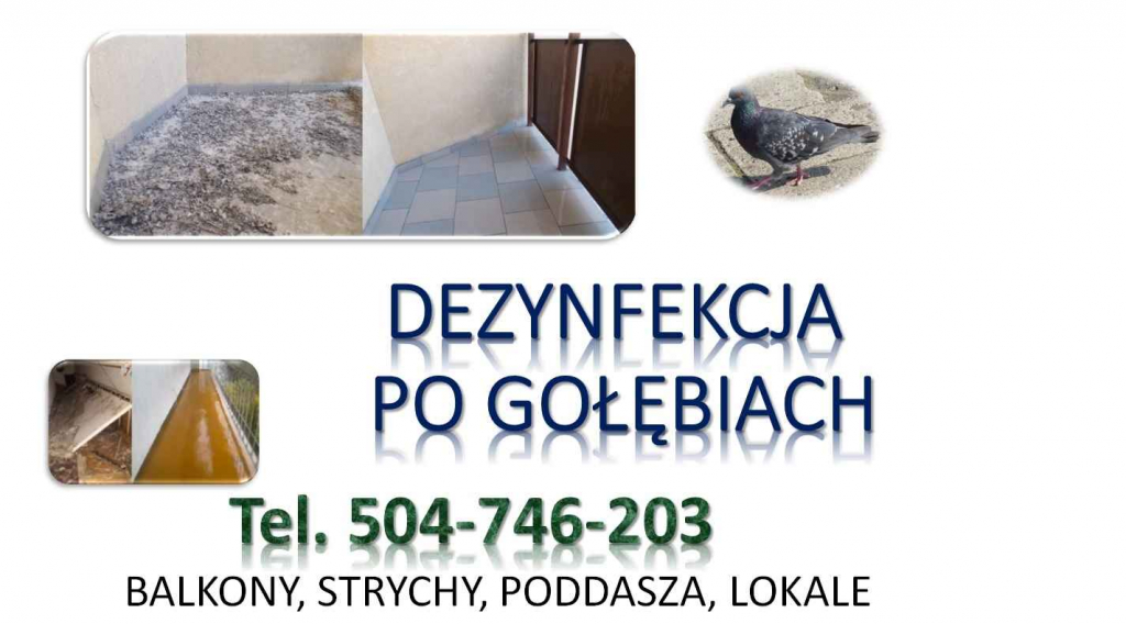 Czyszczenie po gołębiach, t. 504-746-203, sprzątanie ptasich odchodów Psie Pole - zdjęcie 9