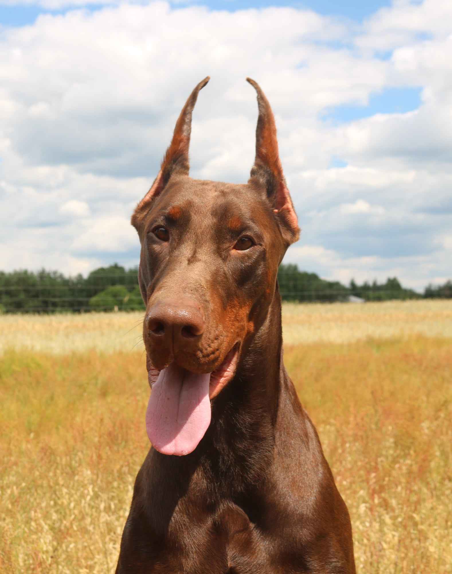 Doberman z wyjątkowego skojarzenia ZKwP/FCI Gorzów Wielkopolski - zdjęcie 3