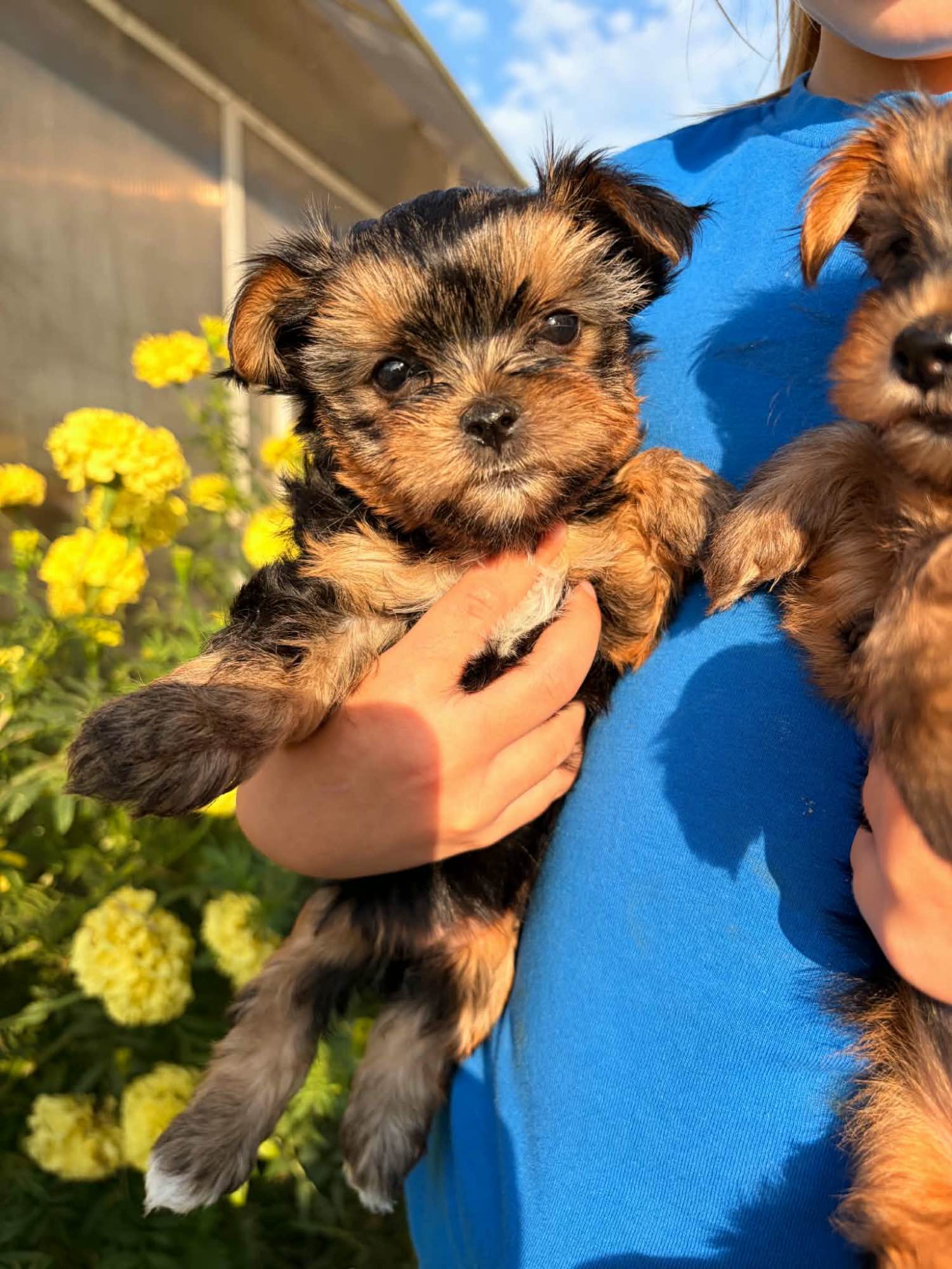 Sprzedam yorkshire terrier suczki Lubawa - zdjęcie 8