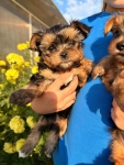 Sprzedam yorkshire terrier suczki Lubawa - zdjęcie 8