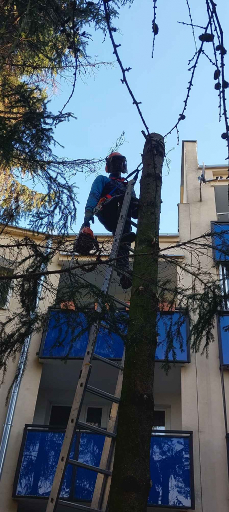 Wycinka drzew Ursynów - zdjęcie 2