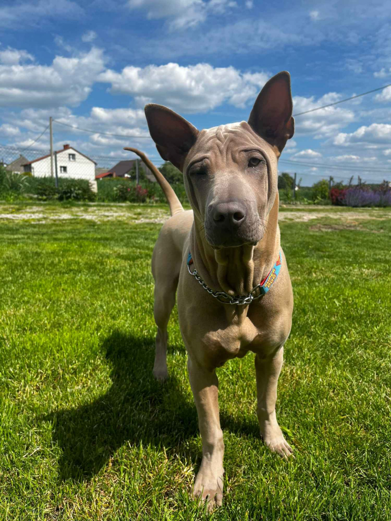 Thai Ridgrback Dog - Dog Thajski Tarnów - zdjęcie 4