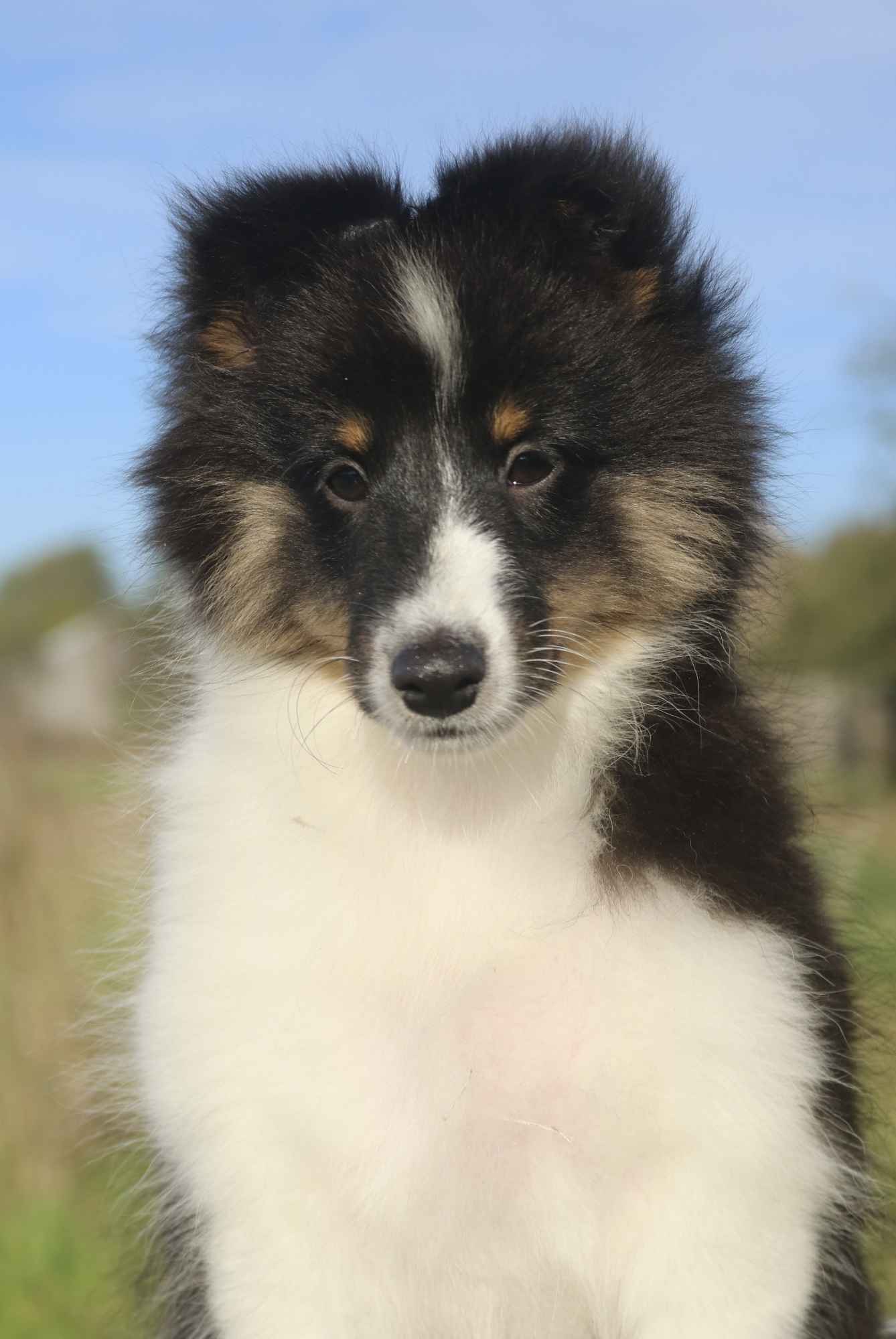 Owczarek szetlandzki suczka tri color sheltie ZKwP/FCI Gorzów Wielkopolski - zdjęcie 1