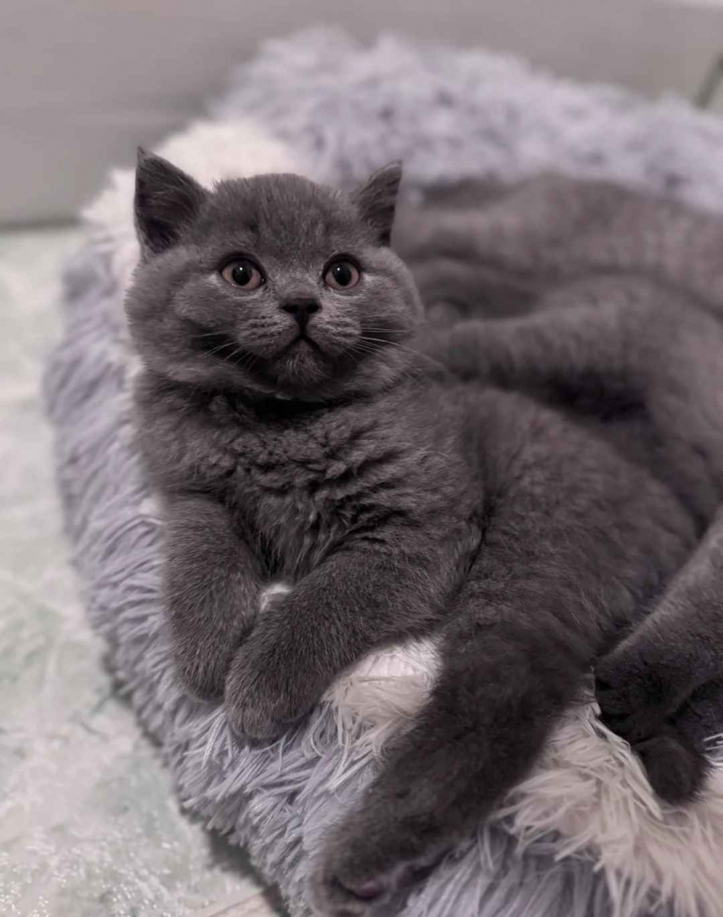 Kocięta brytyjskie krótkowłose – starannie wychowane Białołęka - zdjęcie 3