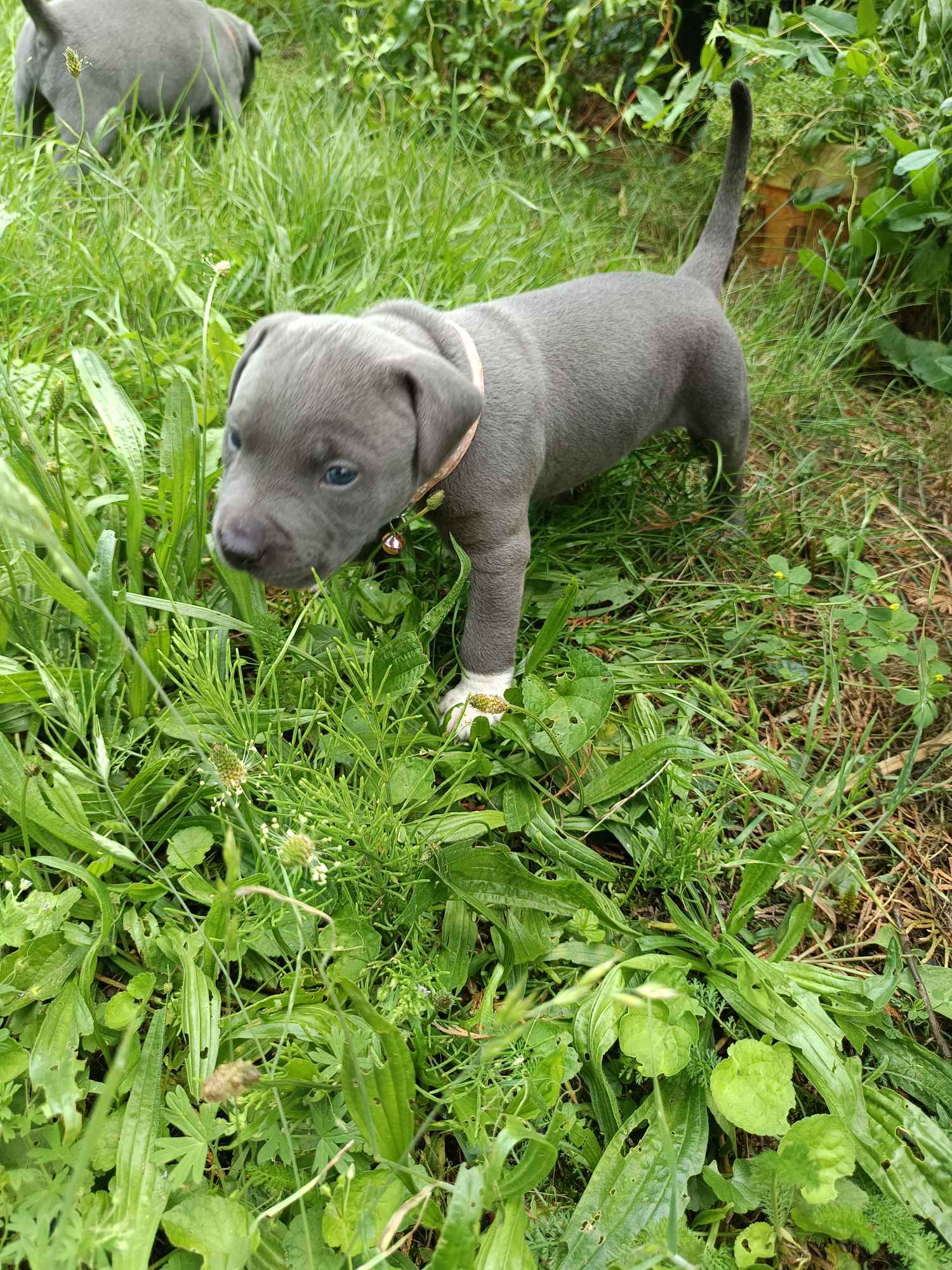 Amstaff Wilków - zdjęcie 3