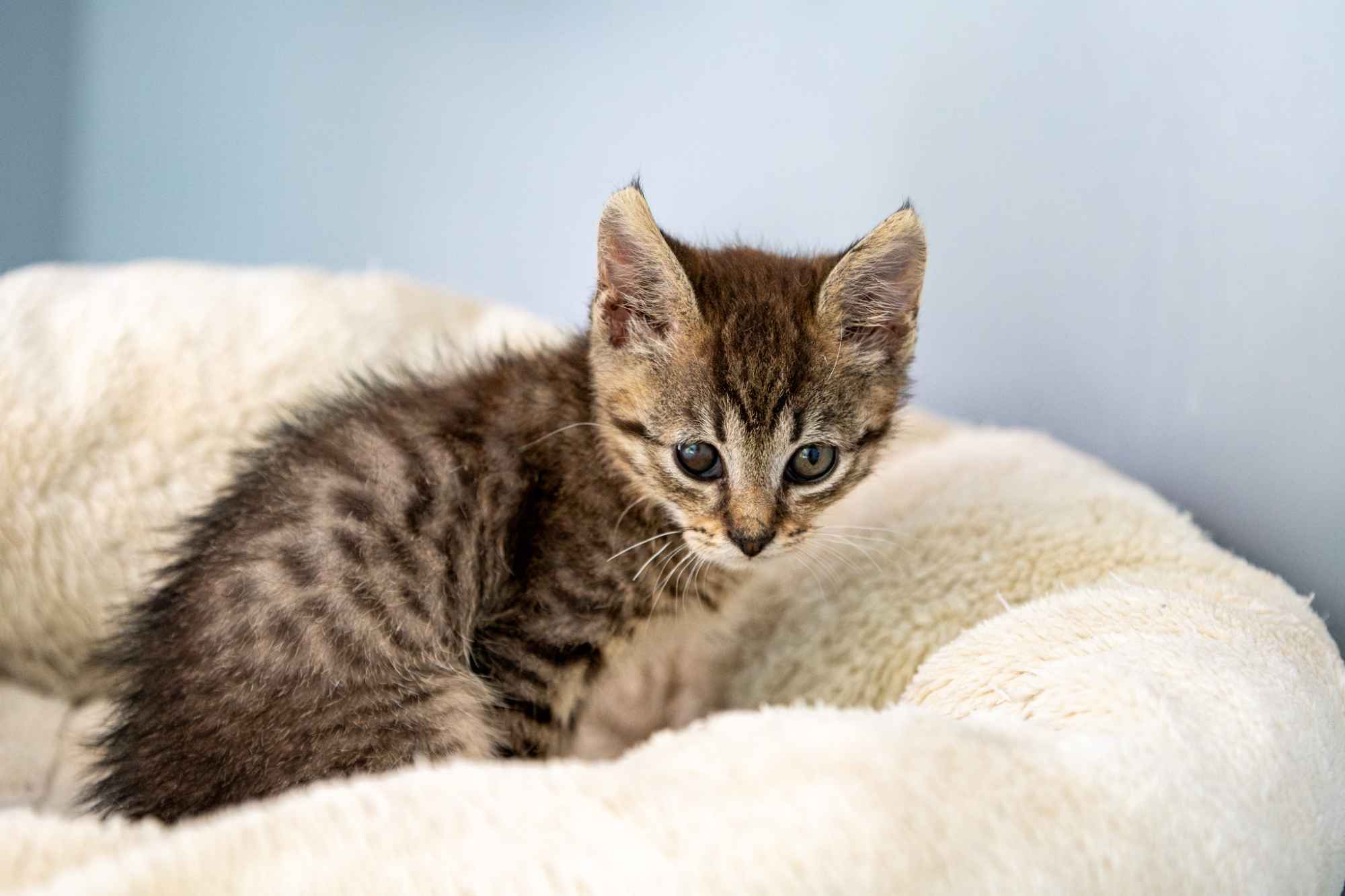 Bigos i Kliper, słodkie kociaki do adopcji Olsztyn - zdjęcie 8