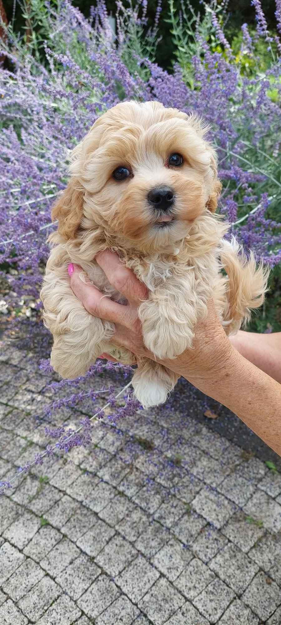 Szczeniaczek chłopiec Rosyjska Bolonka Kolorowa ZKwP FCI Daszewice - zdjęcie 1