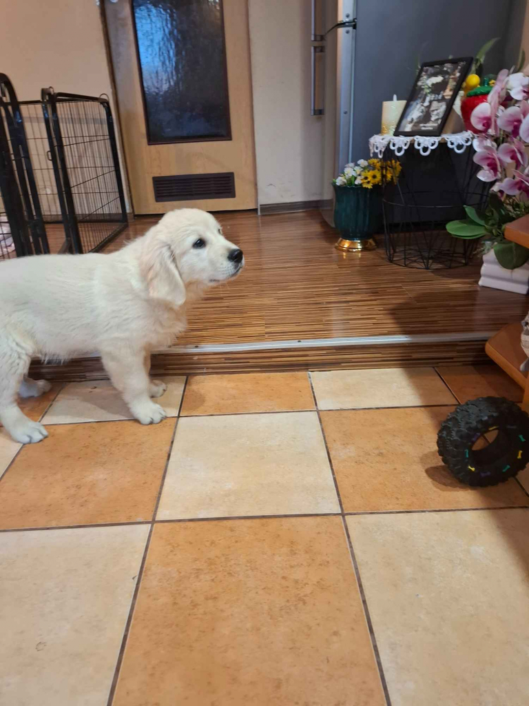 Sprzedam pieska rasy Golden Retriever Leszno - zdjęcie 1