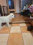 Sprzedam pieska rasy Golden Retriever