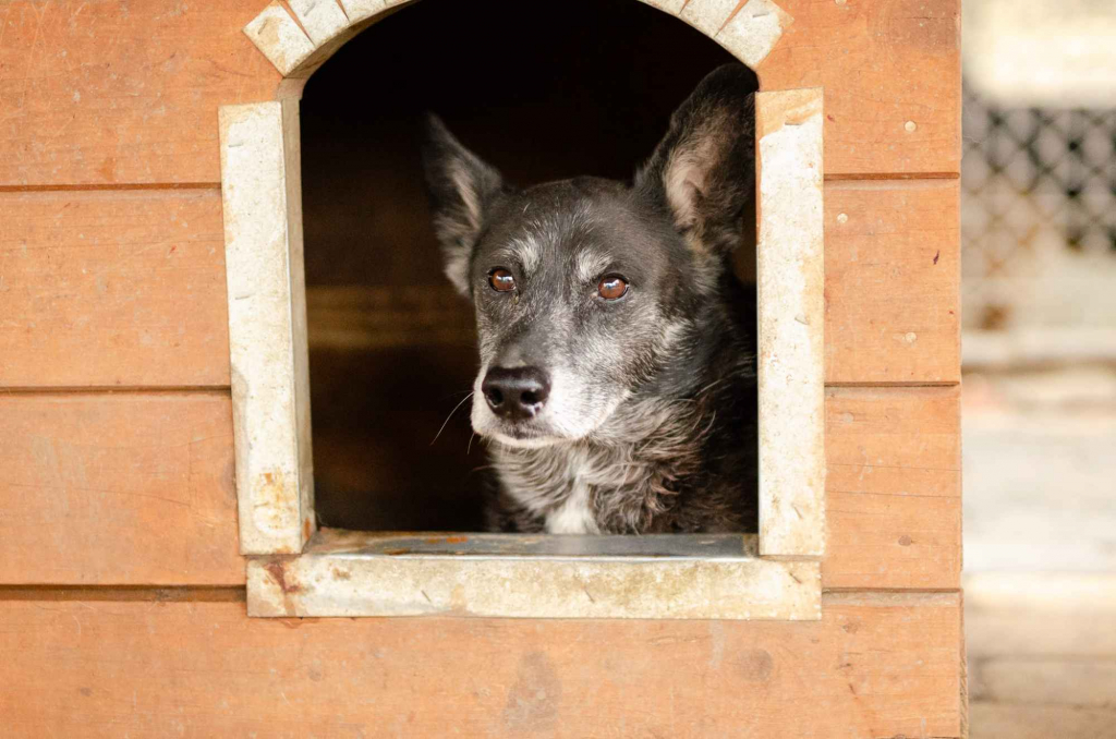 Hektor - dziadeczek wyrwany z piekła, pomocy! Olsztyn - zdjęcie 1