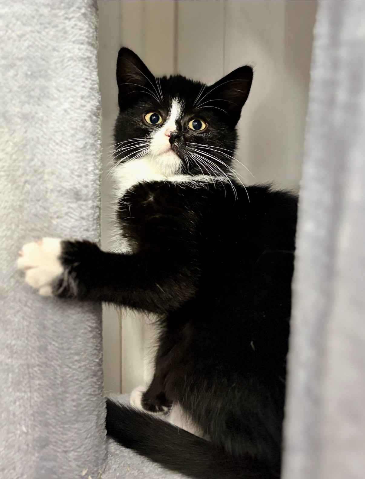 Loki - 4 miesięczny kociak szuka domu! Olsztyn - zdjęcie 1