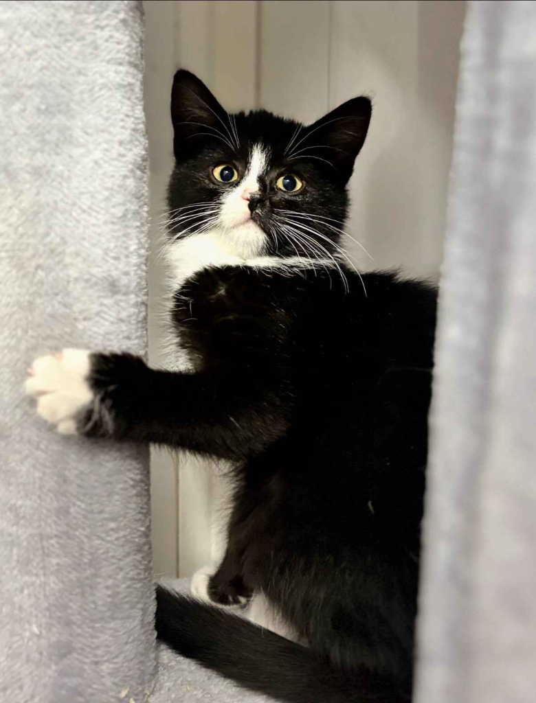 Loki - 4 miesięczny kociak szuka domu! Olsztyn - zdjęcie 1