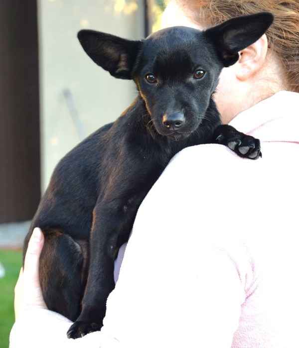 TINA mała z dużymi uszkami– szuka domu Sochaczew - zdjęcie 3