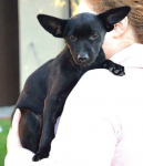 TINA mała z dużymi uszkami– szuka domu Sochaczew - zdjęcie 3