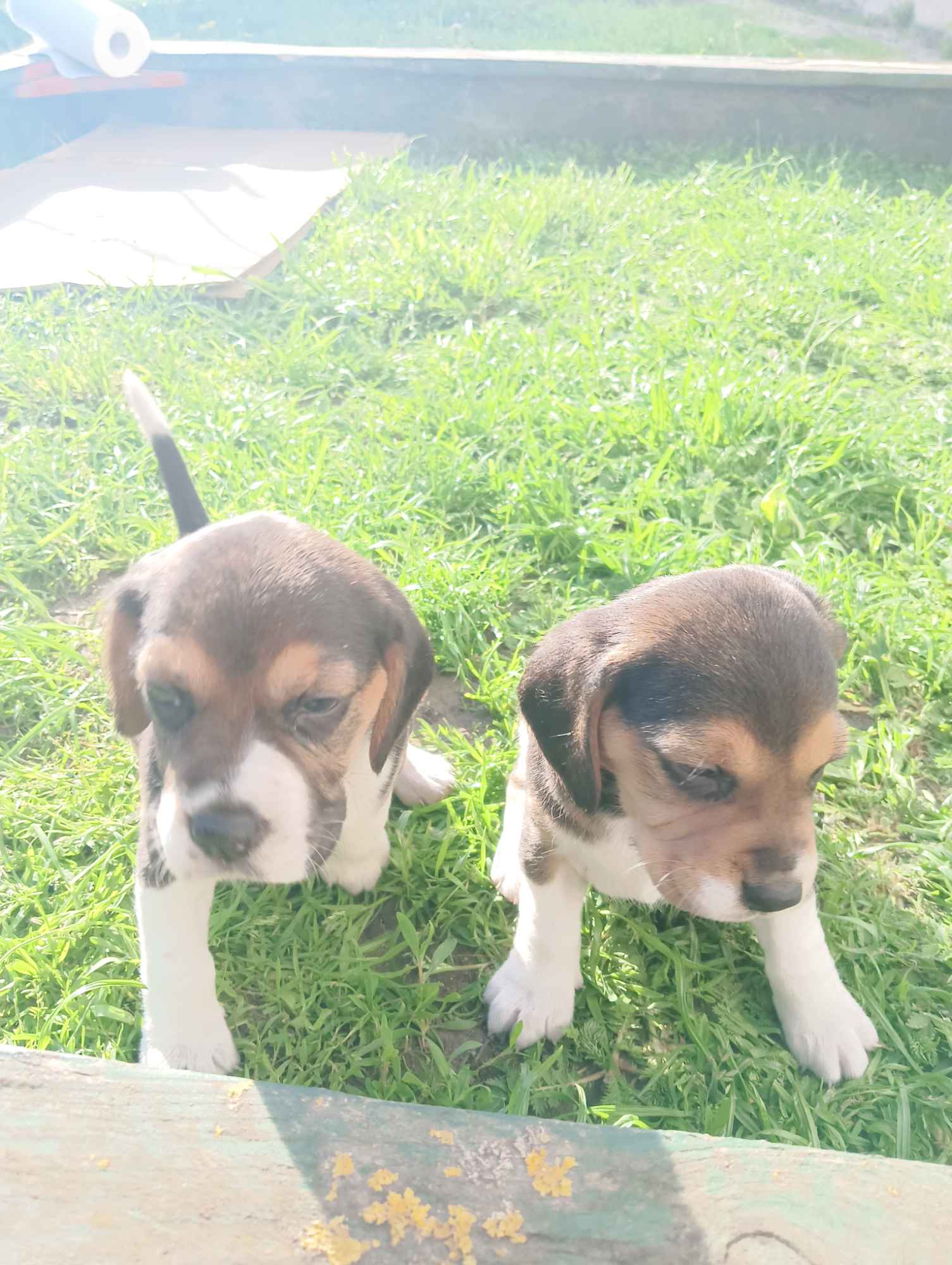 Suczki Beagle tricolor szukają domów Wronowo - zdjęcie 10