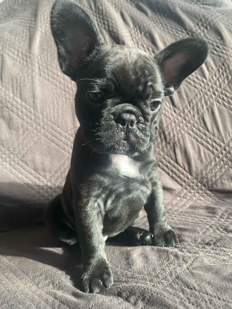 Buldog Francuski Celestynów - zdjęcie 4